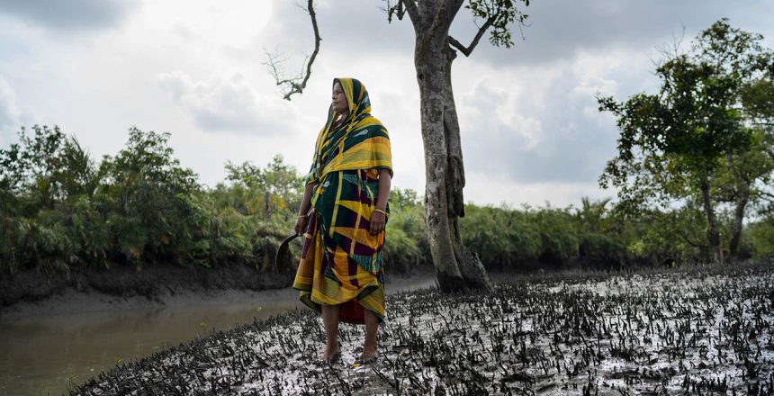 Shorbanu Khatun, a 45-year-old widow whose husband was killed by a Royal Bengal Tiger during honey hunting, never dares to enter the Sundarbans Forest to collect honey for her survival.
